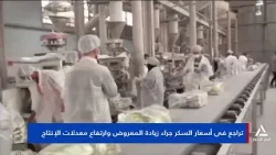 Sugar Prices Decline Due to Increased Supply and Rising Production Rates