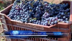 NIS VJELJA E RRUSHIT NË BALLAGAT – NJË TRADITË QË VIJON TË MBAHET GJALLË.