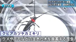 Red-Necked Longhorn Beetle Damage Confirmed for First Time in Plum-Producing Minabe Town: Authori...