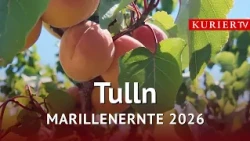 Frost and heat take a toll on apricot trees