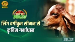 Apna Pashu Chikitsak: Artificial Insemination using Sex-Sorted Semen | DD Kisan