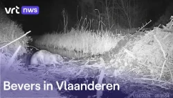The beaver is back in Flanders, and it's causing problems here and there
