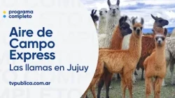 Jujuy: Between llamas, Andean potatoes, and chilacayote - Aire de Campo Express