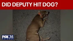 Brevard deputy under investigation after allegedly hitting dog