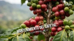 Coffee Plantation Maintenance: A Practical Guide - TvAgro by Juan Gonzalo Angel