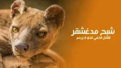 The Ghost of Madagascar: The Terrifying Predator You’ve Never Heard Of! Quest Arabiya