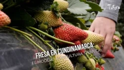 Strawberry in Cundinamarca: The Tropical Agriculture Model - TvAgro by Juan Gonzalo Angel