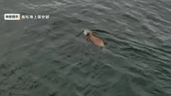 香川・小豆島沖の瀬戸内海を泳ぐ１頭のイノシシ　高松海上保安部の巡視船が発見【香川】 (26/07/03 16:00)