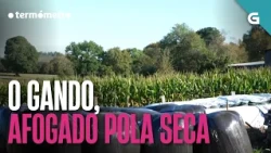 O GANDO galego, afogado pola seca