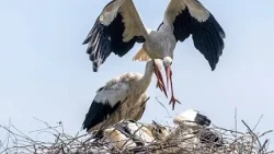Croazia, il villaggio delle cicogne: pensionati e uccelli sotto lo stesso tetto