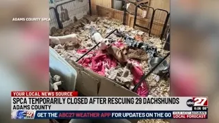SPCA temporarily closed after rescuing 29 dachshunds
