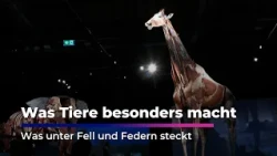 This Is What Animals Look Like on the Inside | Animal Body Worlds in Chemnitz | Sachsen Fernsehen