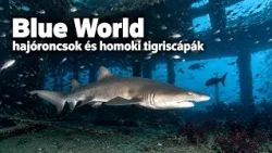 Hajóroncsok és homoki tigriscápák