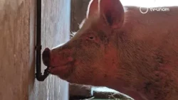 Science that Connects: Pig Farms