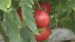 Agroperspektiva - emisija o poljoprivredi