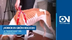"Manchas," a Dog Surviving Amidst Feces and Without Food, Rescued in Girón