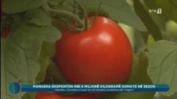 Toka - Mamusha eksporton mbi 6 milionë kilogramë domate në sezon 13.08.2026