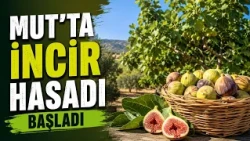 Fig harvest has begun in Mut @Kanal33mersin