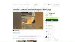 Beloved campus cat Cheeto inspires $15,000 fundraiser after health scare
