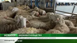 БИОЖИВОТНОВЪДСТВО: Субсидии срещу реална продукция искат стопаните