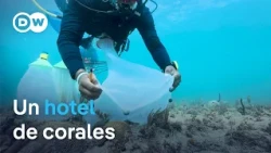 Hospitality and conservation to protect the reefs of the Dominican Republic