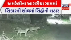 Amreli Wild Life News | અમરેલીના આગરીયા ગામમાં શિકારની શોધમાં સિંહોની લટાર | Gujarati Samachar