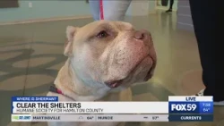 Where Is Sherman?: Clear the Shelters for the Humane Society for Hamilton County Part One