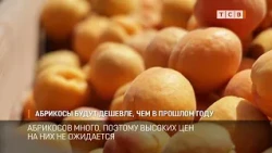Apricots will be cheaper than last year