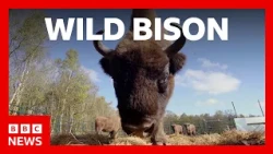 Bison roam wild in Cumbria for the first time in 6,000 years | BBC News