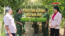 Trading Rice for Orchards: Veteran Transforms His Life with Green Skin Pomelos | CT-TDT