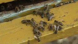 A méhészeket is próbára teszi az aszály