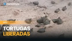 Liberan miles de tortugas en ríos amazónicos para su conservación