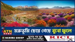 অবাক কাণ্ড, শুষ্কতম মরুভূমি ছেয়ে গেছে বুনো ফুলে | Atacama Desert | Desert Bloom | ATN News