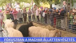 Fókuszban a magyar állattenyésztés