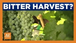 How the Pocket Fire may be impacting Arizona's wine industry