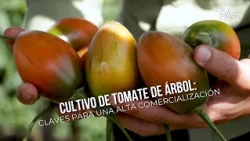 Tamarillo Farming: Keys to High-Volume Commercialization - TvAgro by Juan Gonzalo Angel