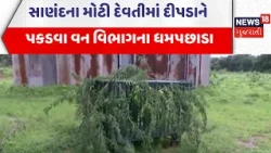 Ahmedabad Forest Department News | સાણંદના મોટી દેવતીમાં  દીપડાને પકડવા વન વિભાગના ધમપછાડા | News18