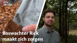 Droogte teistert ook Utrechtse bossen: 'Deze zomer is de genadeklap' | RTV Utrecht