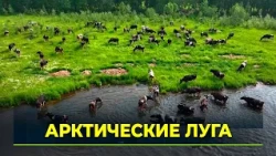 Yamal cows head out to summer pasture