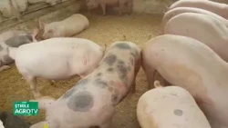 New strict rules for pig farming 07/13/2026