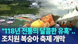"A Sweet Temptation with a 118-Year Tradition".. Jochiwon Peach Festival Begins｜ TJB Daejeon·Sejo...