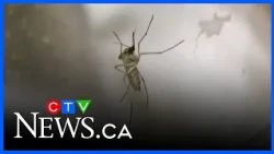 Mosquito trap count climbs