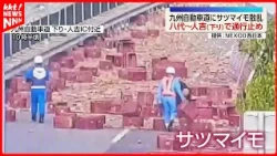 Sweet Potatoes Scattered from Semi-Truck; Kyushu Expressway Closed Southbound Between Yatsushiro ...