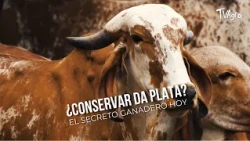 Does Conservation Pay? The Modern Cattle Farming Secret - TvAgro by Juan Gonzalo Angel