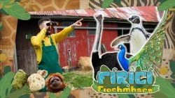 Fíricí Fíochmhara | Éin an Domhain | Amhrán 🐣
