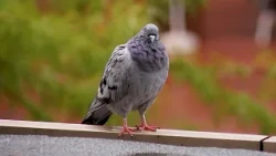 $218 Fine: Pigeon Feeding Ban in Linz