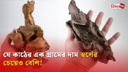 যে কাঠের এক গ্রামের দাম স্বর্ণের চেয়েও বেশি! Bijoy TV