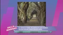 The Magical Tree Tunnel in Ireland That Looks Like a Fairytale 🇮🇪 | Air Europa - En La Mañana