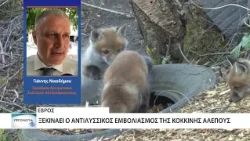 Ξεκινάει ο αντιλυσσικός εμβολιασμός της κόκκινης αλεπούς