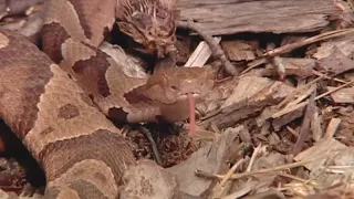 Snakes go dormant in extreme heat, dry weather: Wildlife